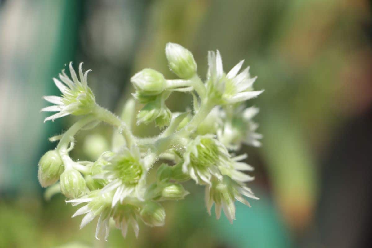 Flori albe la plante suculente, sempervivum