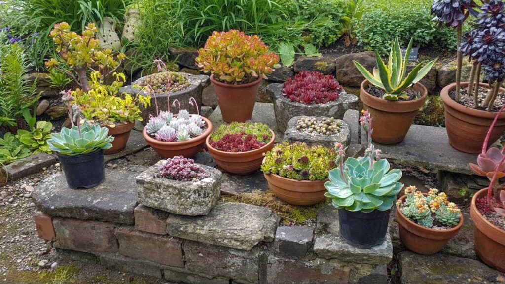ofertă Personal fenomen  Plantele suculente – Totul despre plantele suculente pentru un colt verde  usor de ingrijit - Greenarium