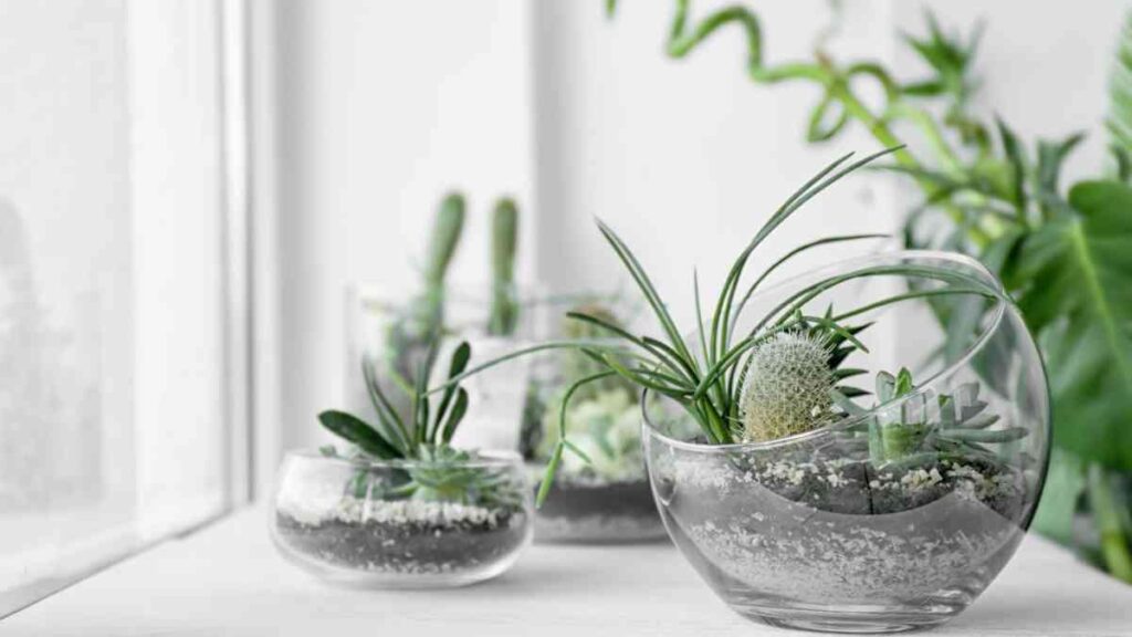 terariu de sticla cu plante suculente, cactus, bol de sticla, fundal alb
