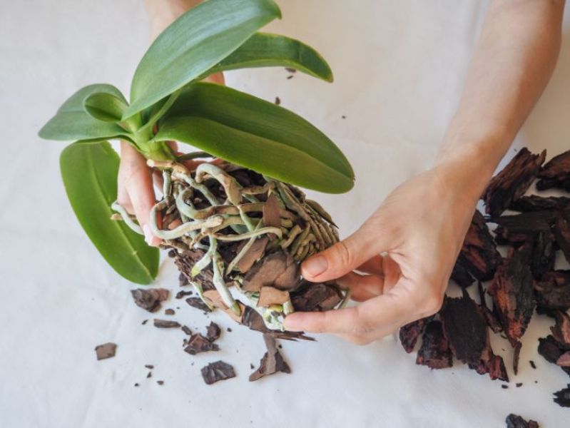 scoarta pentru radacinile de orhidee, replantarea plante cu frunze verzi