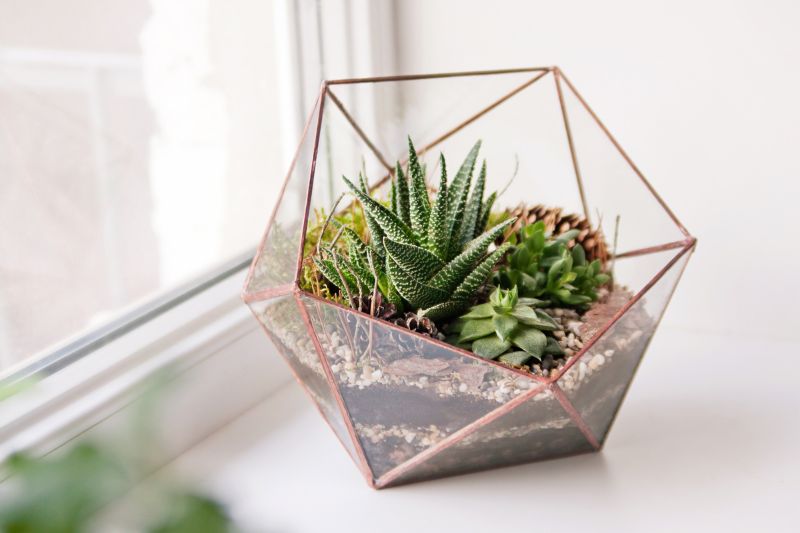 terariu din sticla forma de semi-icosaedru, plante suculente, pervaz alb