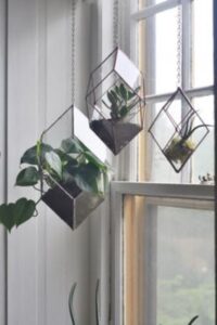 terarii din sticla cu plante, agatate langa geam