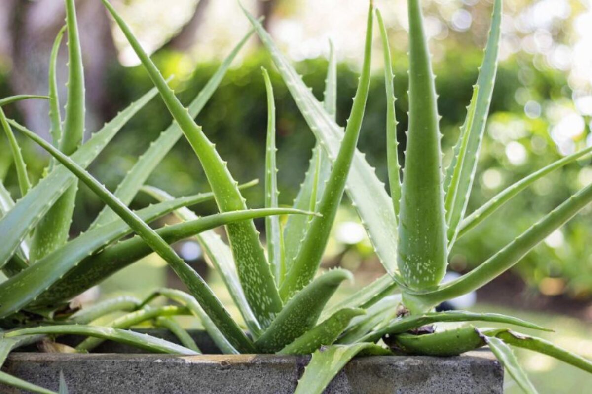 Autónomo papelería Circo Aloe vera: 🌸proprietati vindecatoare, ingrijire, curiozitati - Greenarium
