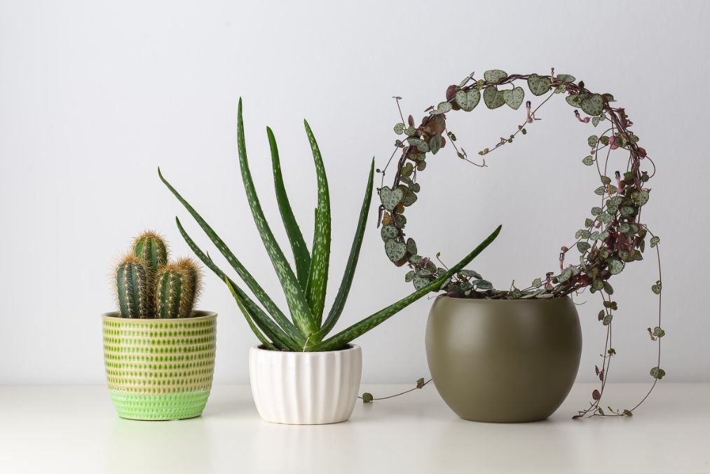 planta ceropegia woodi, aloe vera, cactus, fundal alb, ghivece din ceramica