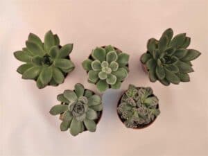 cinci plante studio foto sus