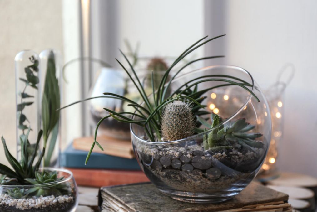 semi-sfera, bol, plante, aeriene, suculente, indoor, relaxare