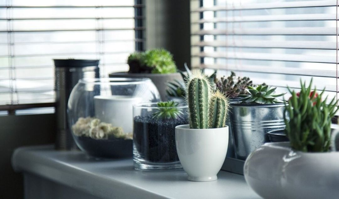 purificare, aer, plante, cactus, fereastra, verde, alb