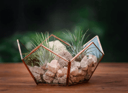 Terariu cu plante aeriene, semi-dodecaedru din sticla